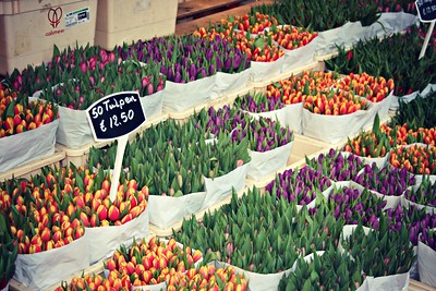 flower market with stall full of tulips